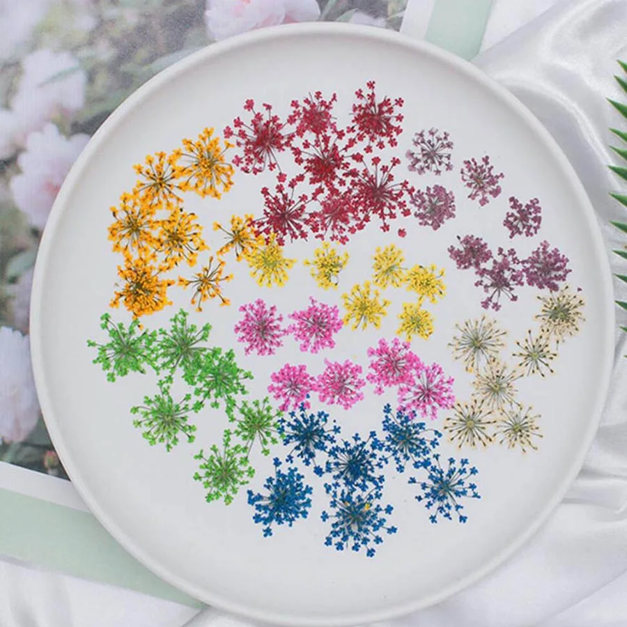 60pcs Pressed Dried 20-25mm Am - Body Jewelry Display Case reseña y precio