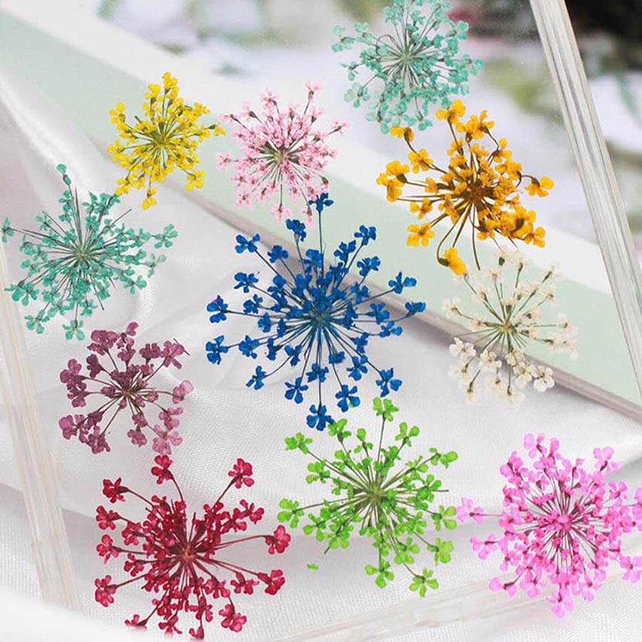 60pcs Pressed Dried 15-20mm Am - Body Jewelry Display Case reseña y precio