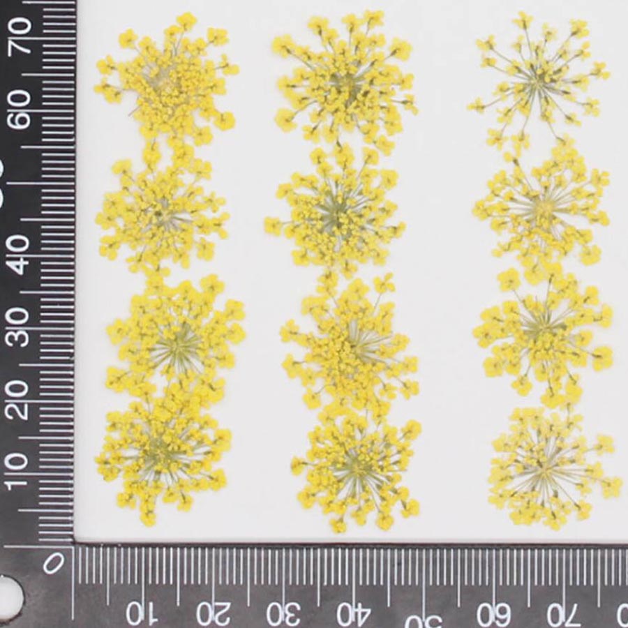 60pcs Pressed Dried 15-20mm Am - Body Jewelry Display Case reseña y precio