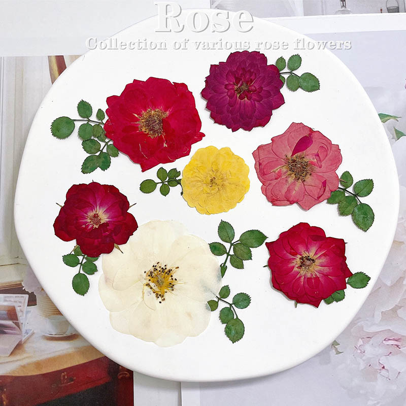 60pcs Pressed Dried Red Yellow - Body Jewelry Display Case reseña y precio
