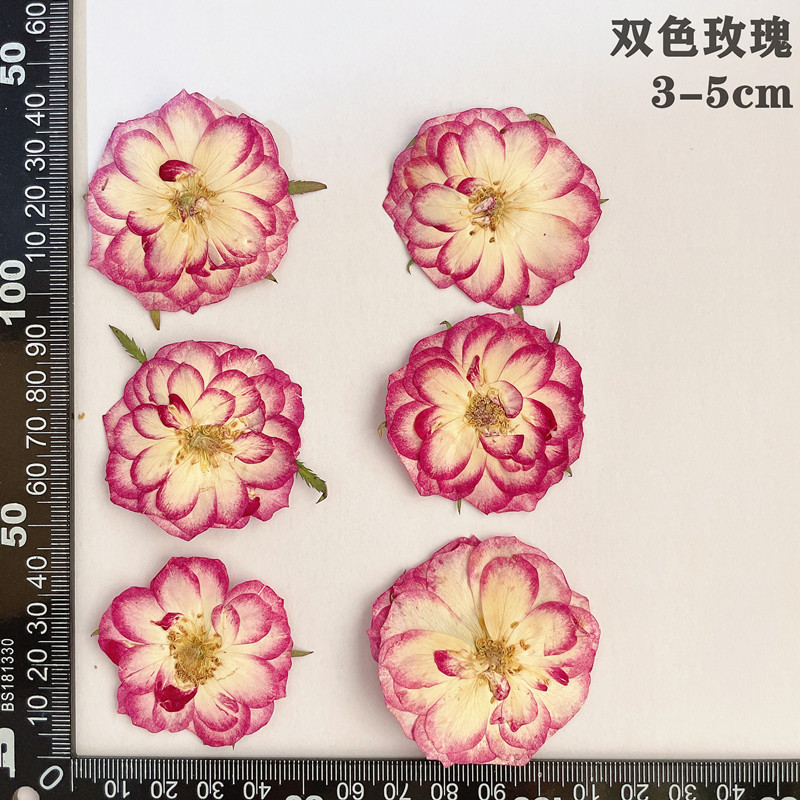 60pcs Pressed Dried Red Yellow - Body Jewelry Display Case reseña y precio