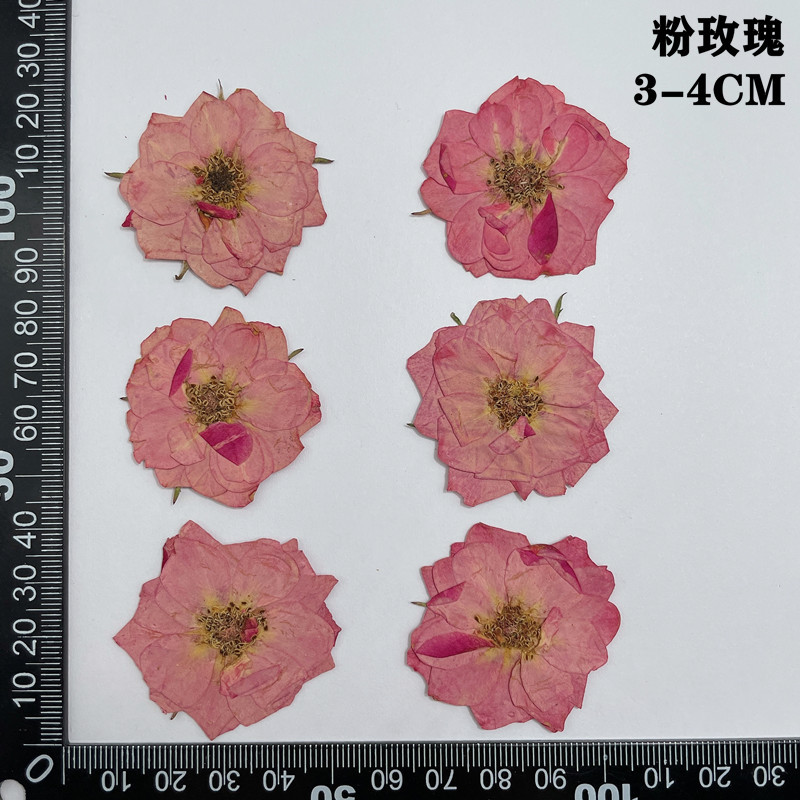 60pcs Pressed Dried Red Yellow - Body Jewelry Display Case reseña y precio