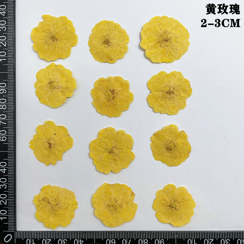 60pcs Pressed Dried Red Yellow - Body Jewelry Display Case reseña y precio