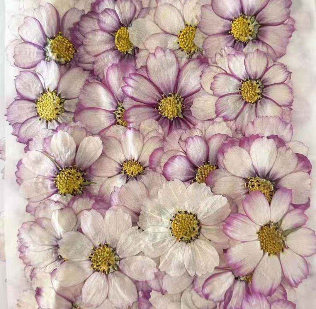 60pcs Pressed Dried Cosmos Flo - Body Jewelry Display Case reseña y precio