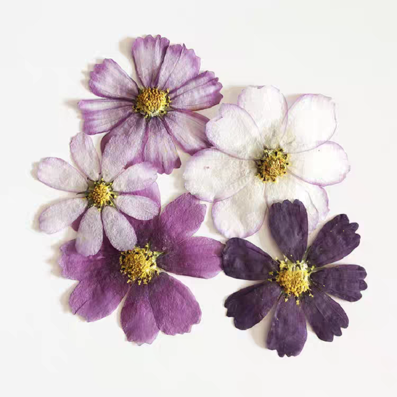 60pcs Pressed Dried Cosmos Flo - Body Jewelry Display Case reseña y precio