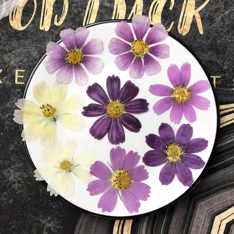 60pcs Pressed Dried Cosmos Flo - Body Jewelry Display Case reseña y precio