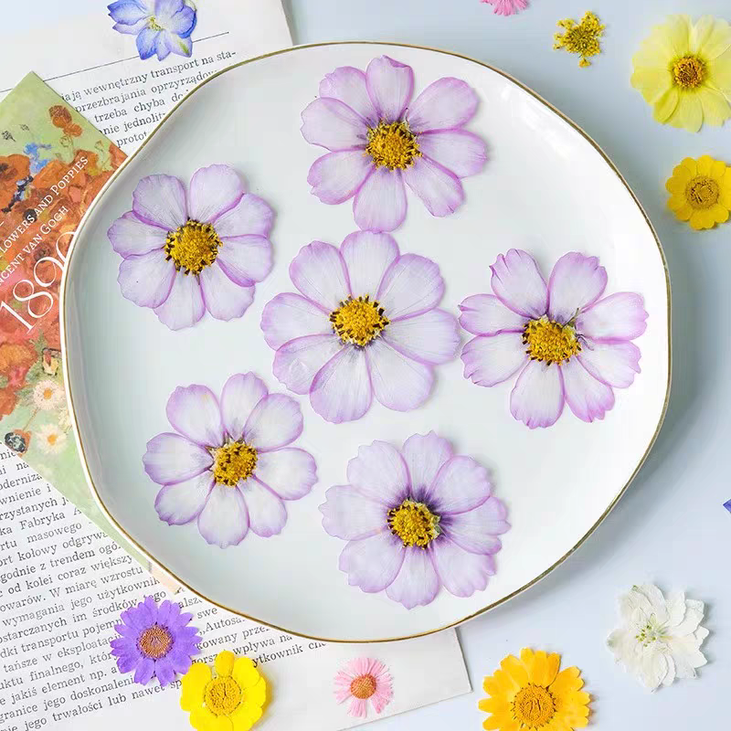 60pcs Pressed Dried Cosmos Flo - Body Jewelry Display Case reseña y precio